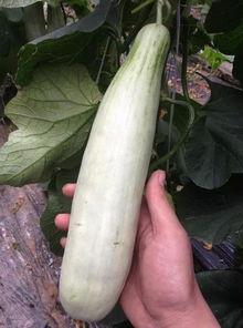 吃西湖瓜的网红是谁,探寻夏日消暑新宠  第1张