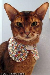 魔法猫咪设计师爆料视频,设计师爆料视频大公开 第2张 魔法猫咪设计师爆料视频,设计师爆料视频大公开 第2张