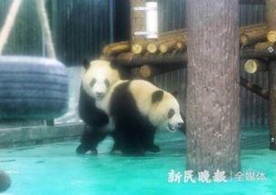 上海熊猫爆料事件最新,真相与争议交织的动物保护风波 第2张 上海熊猫爆料事件最新,真相与争议交织的动物保护风波 第2张